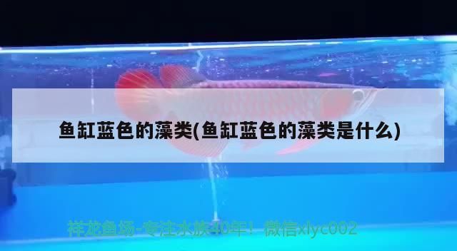 魚缸藍(lán)色的藻類(魚缸藍(lán)色的藻類是什么)