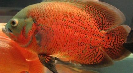 龍魚膽子太小 龍魚膽子太小 龍魚百科 第3張