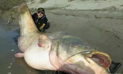 自己怎么制作魚缸循環過濾水(自制魚缸循環過濾器制作方法)