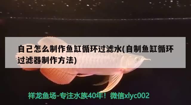 自己怎么制作魚缸循環過濾水(自制魚缸循環過濾器制作方法)