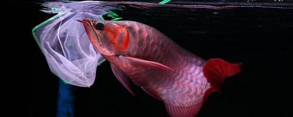 最大的紅龍魚可以長到多大呢：探尋紅龍魚的生長極限，水中巨獸的尺寸奧秘
