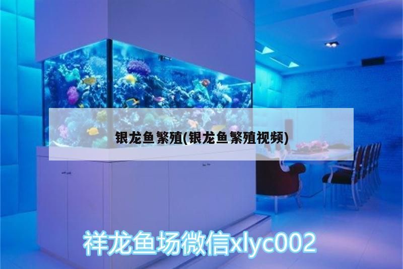 銀龍魚繁殖(銀龍魚繁殖視頻)