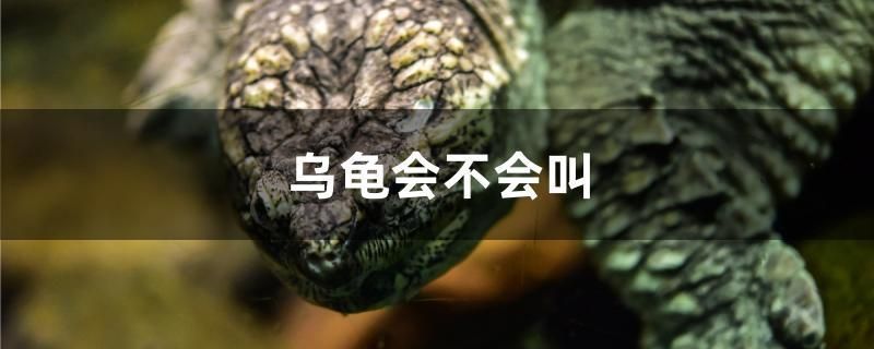 龍魚反腮怎么治vs祥龍魚場(chǎng):“祥龍魚場(chǎng)”與龍魚反腮治療案例分析龍魚反腮病因分析 vs祥龍魚場(chǎng) 第4張 龍魚反腮怎么治vs祥龍魚場(chǎng):“祥龍魚場(chǎng)”與龍魚反腮治療案例分析龍魚反腮病因分析 龍魚反腮怎么治vs祥龍魚場(chǎng):“祥龍魚場(chǎng)”與龍魚反腮治療案例分析龍魚反腮病因分析 vs祥龍魚場(chǎng) 第4張