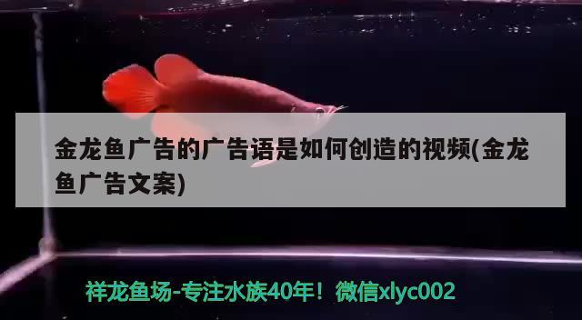 金龍魚廣告的廣告語(yǔ)是如何創(chuàng)造的視頻(金龍魚廣告文案)