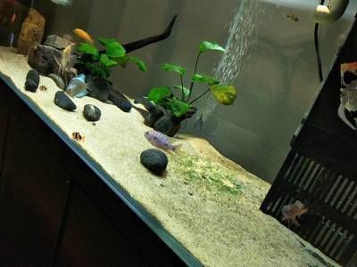 蘇虎苗飼料安全檢測方法，蘇虎苗飼料安全性評價標準 蘇虎苗飼料安全檢測方法，蘇虎苗飼料安全性評價標準 虎魚百科 第3張