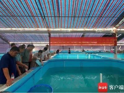 海南海水觀賞魚繁殖方法有哪些（海水觀賞魚的繁殖方式）