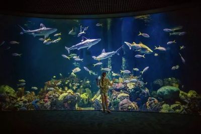 開一個(gè)水族館需要的采購清單是什么意思：開一個(gè)水族館需要的采購清單