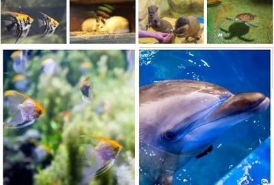 開一個(gè)水族館需要的采購清單是什么意思：開一個(gè)水族館需要的采購清單