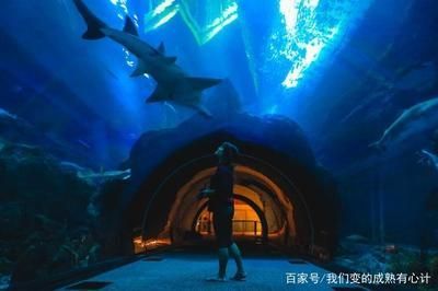 開一個(gè)水族館需要的采購清單是什么意思：開一個(gè)水族館需要的采購清單