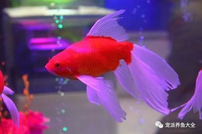 觀賞魚生意（觀賞魚生意具有一定的優勢和挑戰觀賞魚市場的優勢和挑戰）