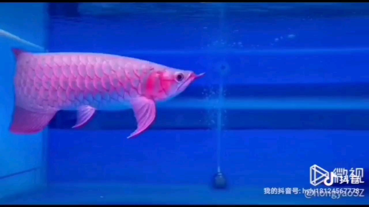 大湖紅龍 大湖紅龍 大湖紅龍魚百科 第4張