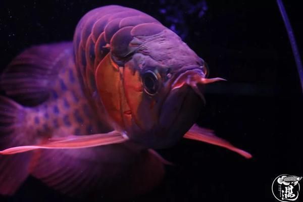 龍魚鱗片邊緣有點卷起來vs祥龍魚場：龍魚鱗片卷曲的原因及防治