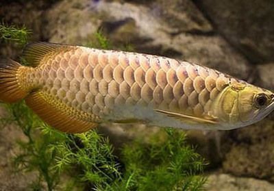 龍魚鱗片邊緣有點卷起來vs祥龍魚場：龍魚鱗片卷曲的原因及防治