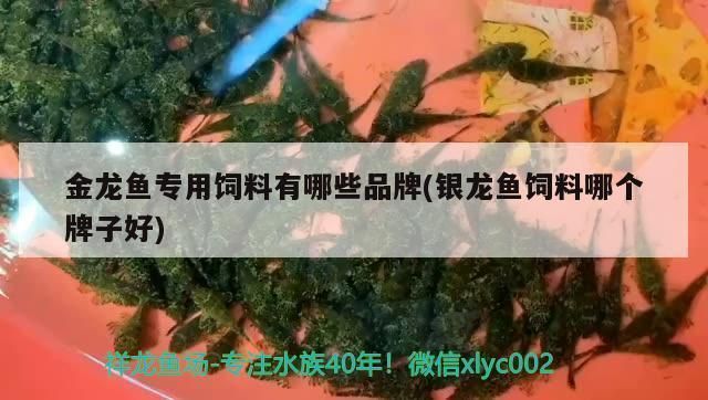 龍魚專用飼料哪個牌子的好vs祥龍魚場：龍魚專用飼料品牌如何選擇