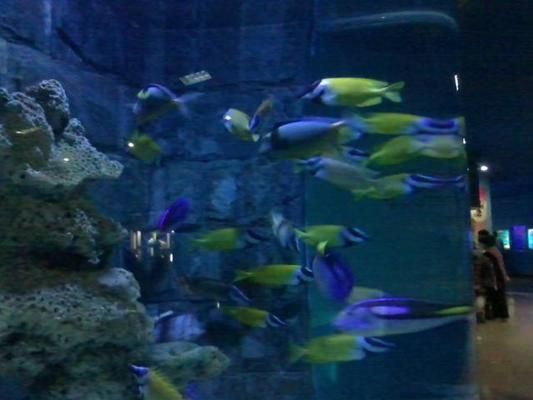 巢湖龍魚vs巢湖水族批發市場vs巢湖水族館vs巢湖魚缸批發市場vs祥龍魚場：巢湖龍魚vs巢湖水族批發市場vs巢湖水族館vs祥龍魚場