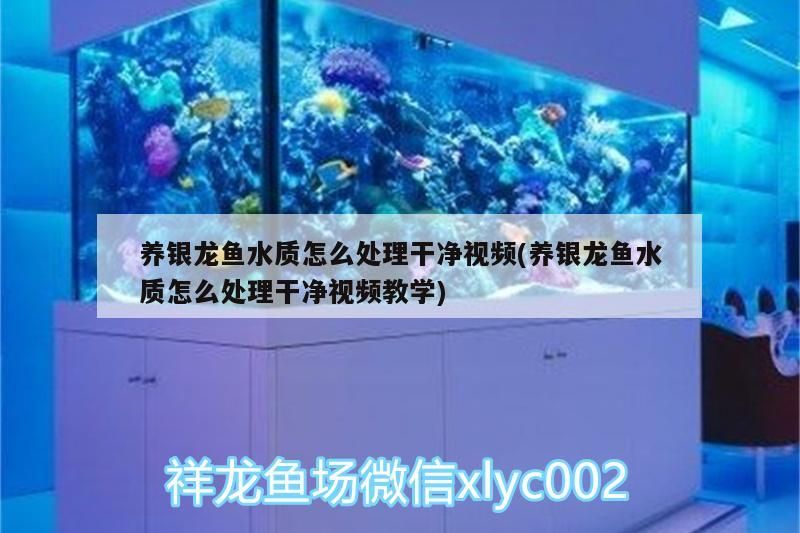 養銀龍魚水質怎么處理干凈視頻(養銀龍魚水質怎么處理干凈視頻教學)