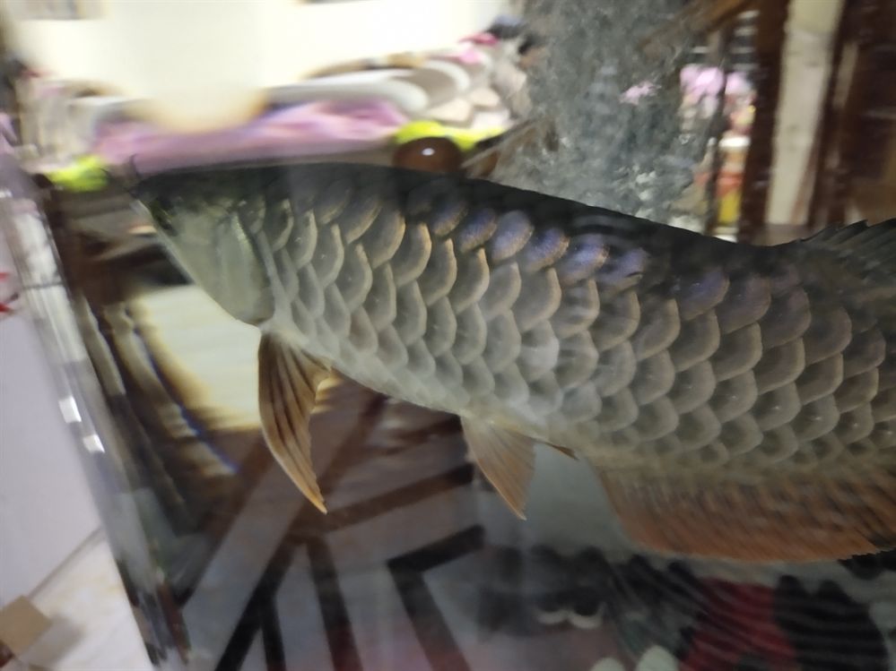 金龍的底色是什么時候才表現(xiàn)完 虎魚百科 第1張 金龍的底色是什么時候才表現(xiàn)完 金龍的底色是什么時候才表現(xiàn)完 虎魚百科 第1張