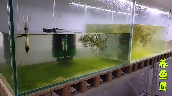 魚缸里白色絲狀物(魚缸里有白絲一樣的東西)