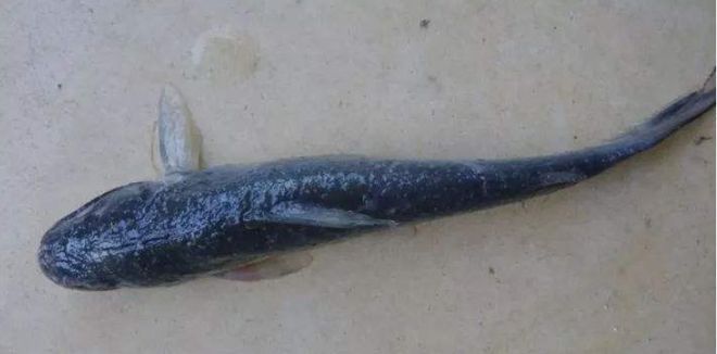 烏魚養在魚缸里能養多久不死呢（ 烏魚家養）