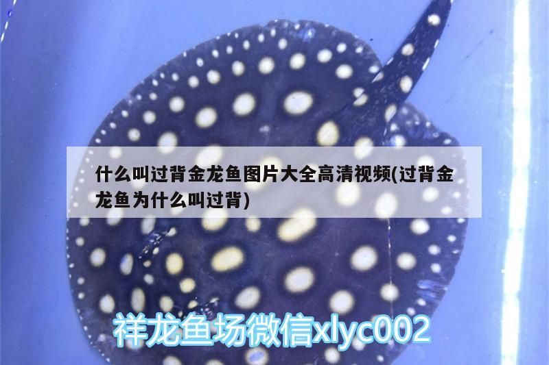 什么叫過背金龍魚圖片大全高清視頻(過背金龍魚為什么叫過背)