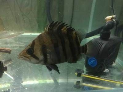 虎魚品相怎么看：如何判斷虎魚的品相