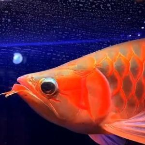 淮南龍魚vs淮南水族批發市場vs淮南水族館vs淮南魚缸批發市場vs祥龍魚場：淮南龍魚價格對比 淮南龍魚vs淮南水族批發市場vs淮南水族館vs淮南魚缸批發市場vs祥龍魚場：淮南龍魚價格對比 祥龍魚場各市分站 第5張
