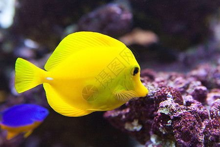 水族館有哪些魚的名字和圖片（水族館中常見的魚類名字及其圖片詳情）