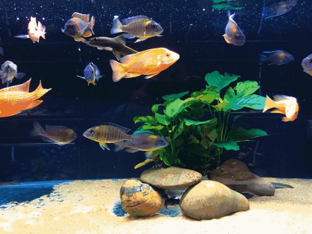 水族館有哪些魚的名字和圖片（水族館中常見的魚類名字及其圖片詳情）