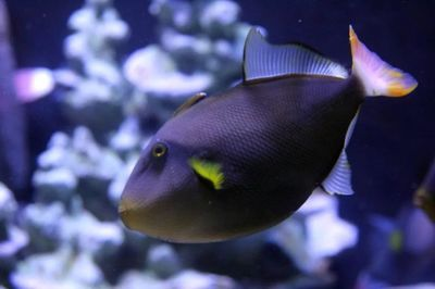 水族館有哪些魚的名字和圖片（水族館中常見的魚類名字及其圖片詳情）