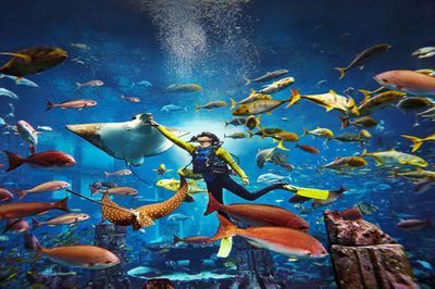 水族館作文（關于水族館的作文）