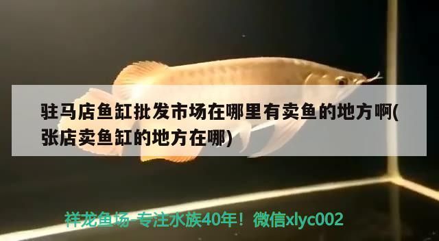 駐馬店魚缸批發(fā)市場在哪里有賣魚的地方啊(張店賣魚缸的地方在哪)