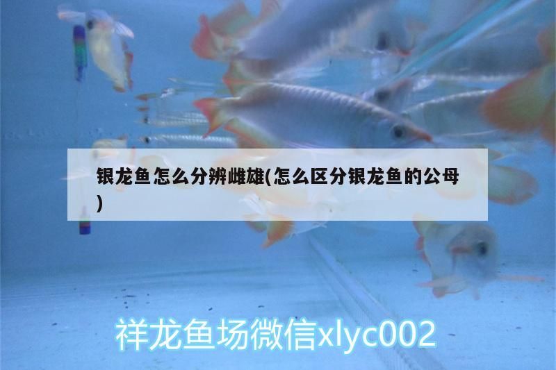 銀龍魚怎么分辨雌雄(怎么區(qū)分銀龍魚的公母)