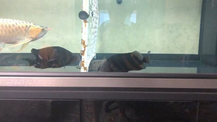 赤峰龍魚vs赤峰水族批發市場vs赤峰水族館vs赤峰魚缸批發市場vs祥龍魚場：赤峰地區龍魚市場的競爭