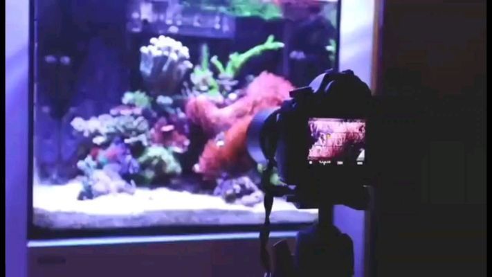 赤峰龍魚vs赤峰水族批發市場vs赤峰水族館vs赤峰魚缸批發市場vs祥龍魚場：赤峰地區龍魚市場的競爭