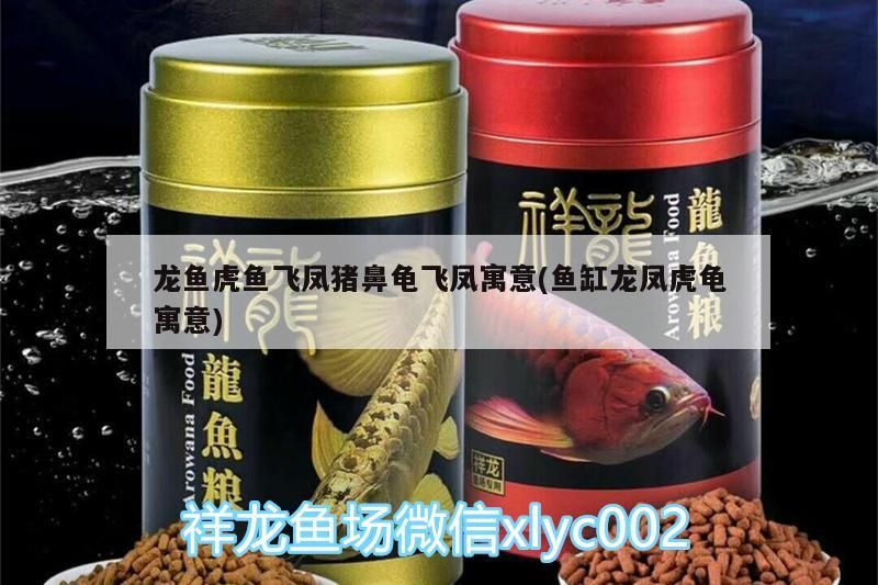 龍魚虎魚飛鳳豬鼻龜飛鳳寓意(魚缸龍鳳虎龜寓意)