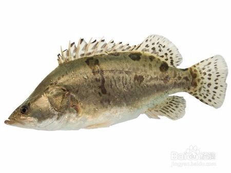金魚豎鱗病的癥狀、病因及治療方法詳解，金魚豎鱗病的癥狀、病因及治療方法全解析
