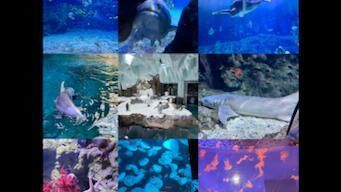 舟山龍魚vs舟山水族批發市場vs舟山水族館vs舟山魚缸批發市場vs祥龍魚場：舟山水族批發市場 舟山龍魚vs舟山水族批發市場vs舟山水族館vs舟山魚缸批發市場vs祥龍魚場：舟山水族批發市場 祥龍魚場各市分站 第5張