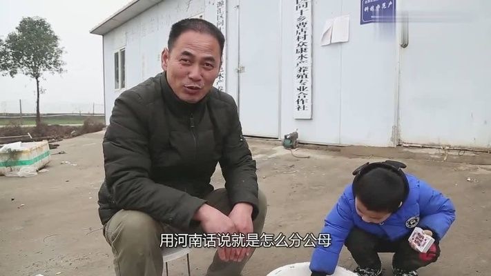 觀賞魚平平魚的公母區別圖（觀賞魚公母區別）