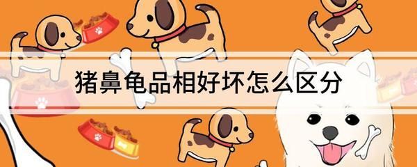 豬鼻龜分品相嗎怎么養的：豬鼻龜怎么看品相