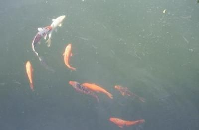 現在水族館生意怎么樣賺錢嗎多少錢（開設水族館門票定價策略研究水族館成功案例有哪些）