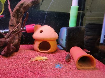 魚缸性價(jià)比高的過(guò)濾棉品牌，魚缸過(guò)濾棉的正確清洗方法