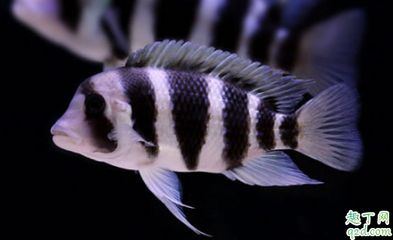 小虎魚長什么樣子圖片欣賞：小虎魚長什么樣子
