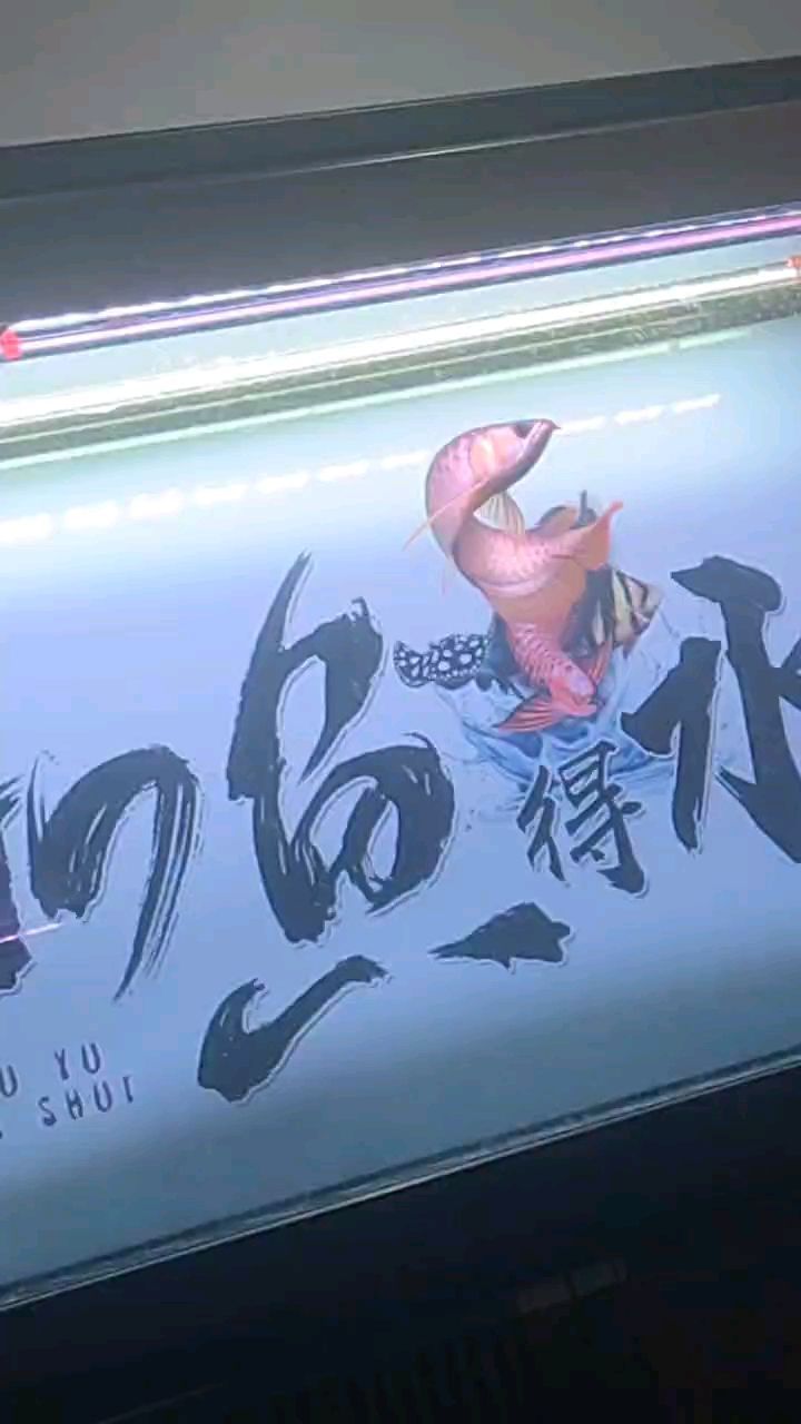 出大湖紅龍：35公分，不兜不掉，芯片證書齊全，喜歡自提，4500