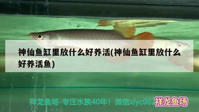 神仙魚(yú)缸里放什么好養(yǎng)活(神仙魚(yú)缸里放什么好養(yǎng)活魚(yú))