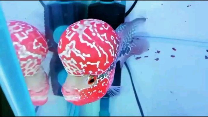 日喀則龍魚vs日喀則水族批發市場vs日喀則水族館vs日喀則魚缸批發市場vs祥龍魚場：日喀則水族批發市場 日喀則龍魚vs日喀則水族批發市場vs日喀則水族館vs日喀則魚缸批發市場vs祥龍魚場：日喀則水族批發市場 祥龍魚場各市分站 第4張