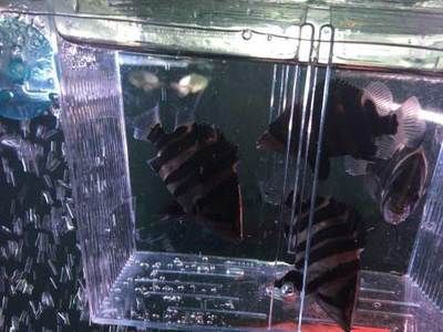 四紋虎魚適用底砂過濾器選擇，四紋虎魚適合使用底砂過濾器,滴流過濾器適用魚種介紹