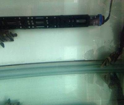 四紋虎魚適用底砂過濾器選擇，四紋虎魚適合使用底砂過濾器,滴流過濾器適用魚種介紹