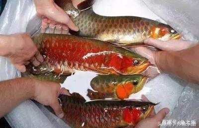 臺州龍魚vs臺州水族批發市場vs臺州水族館vs臺州魚缸批發市場vs祥龍魚場：臺州龍魚vs臺州水族批發市場vs臺州魚缸批發市場評價