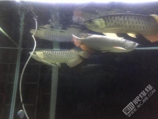 岳陽龍魚vs岳陽水族批發(fā)市場vs岳陽水族館vs岳陽魚缸批發(fā)市場vs祥龍魚場：岳陽龍魚、岳陽水族批發(fā)市場、岳陽魚缸批發(fā)市場和祥龍魚場詳細信息 岳陽龍魚vs岳陽水族批發(fā)市場vs岳陽水族館vs岳陽魚缸批發(fā)市場vs祥龍魚場：岳陽龍魚、岳陽水族批發(fā)市場、岳陽魚缸批發(fā)市場和祥龍魚場詳細信息 祥龍魚場各市分站 第5張