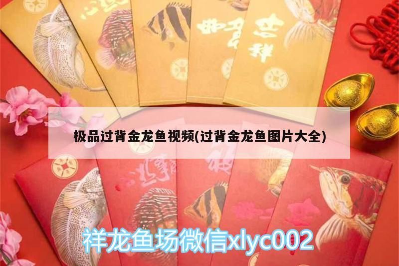 極品過背金龍魚視頻(過背金龍魚圖片大全)